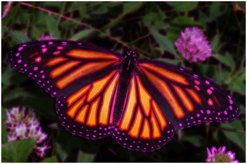 Image Erosion 9x9 Green