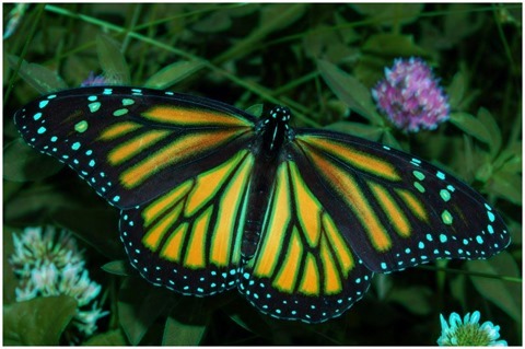 Image Erosion 9x9 Red