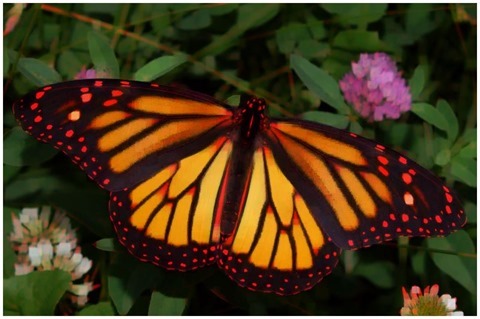 Image Open Morphology 11x11 Green Blue