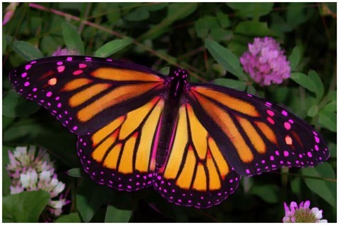 Image Open Morphology 11x11 Green