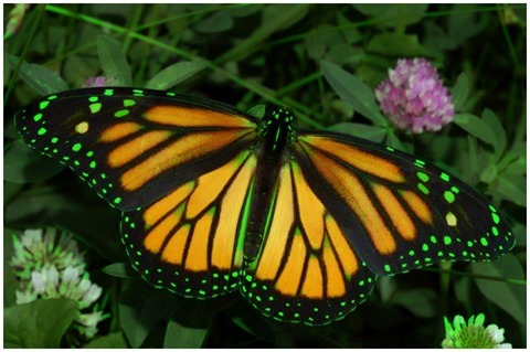 Image Open Morphology 11x11 Red, Blue