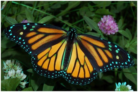 Image Open Morphology 11x11 Red