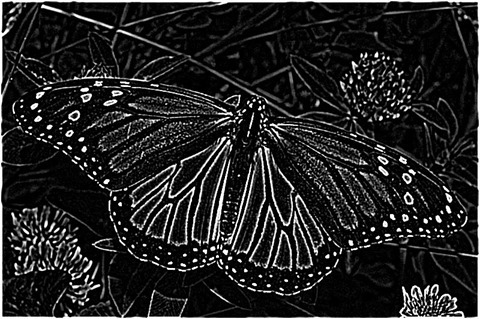 Laplacian 5x5 Of Gaussian 5x5 Type2