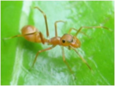 Ant Gaussian Kernel 5x5 Weight 19