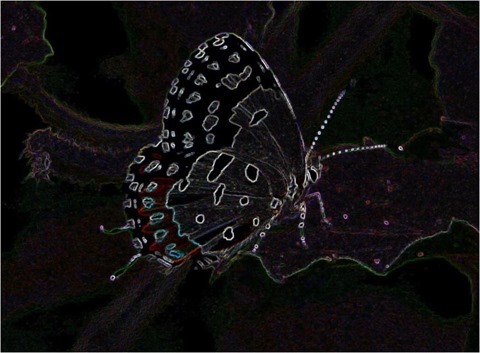 Butterfly Scharr 3 x 3 x 8