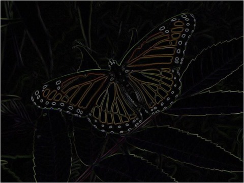 Butterfly Kirsch 3 x 3 x 4