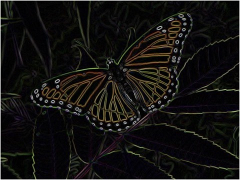 Butterfly Prewitt 5 x 5 x 4