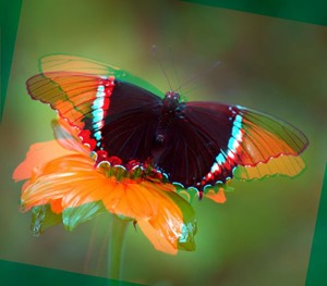 Butterfly Rotate Red 10 Green 0 Blue 0