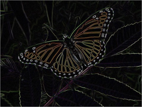 Butterfly Scharr 3 x 3 x 8