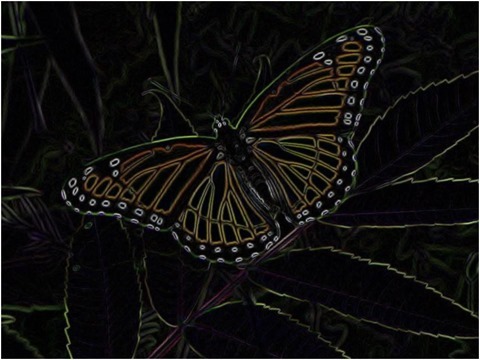 Butterfly Scharr 5 x 5 x 4