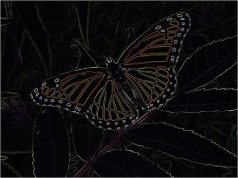 Butterfly Sobel 3 x 3 x 8