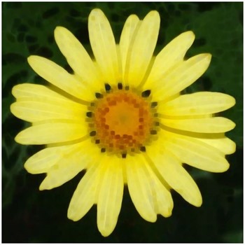 Daisy Median 9x9