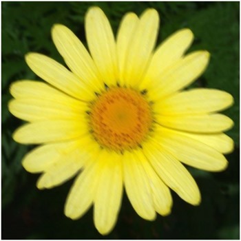 Daisy Motion Blur 7x7 135 Degrees