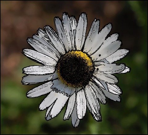 Daisy Oil Painting Filter 7 Levels 30 Cartoon Threshold 40