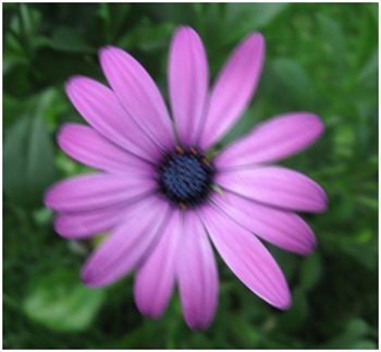 Daisy Motion Blur 7x7 135 Degrees