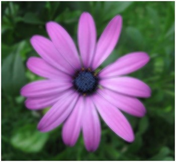 Daisy Motion Blur 7x7