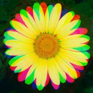 Daisy Rotate Red 30 Green 0 Blue 180