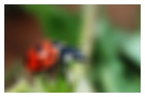 Gaussian Kernel 19x19 Weight 9.5