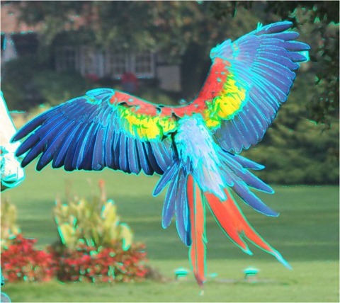 Edge Detect Sharpen, Second Derivative, Threshold 40, Green and Blue