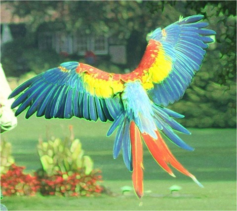 Edge Detect Sharpen Gradient, First Derivative, Threshold 0, Green