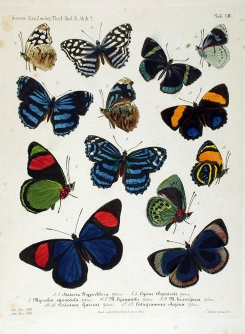 NovaraExpZoologischeTheilLepidopteraAtlasTaf53