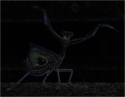 Prey Mantis Sobel 3 x 3 x 8