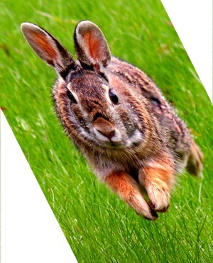 Rabbit Shear X 0.5, Y 0.0