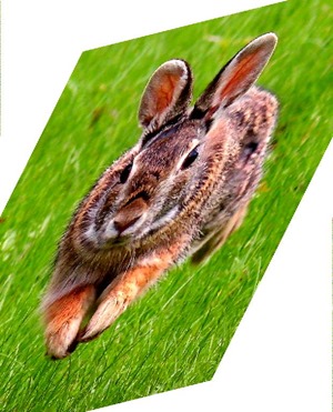 Rabbit Shear X -0.5, Y -0.25