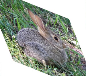 Rabbit Shear X 0.4, Y 0.4