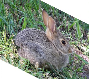 Rabbit Shear X 0.0, Y 0.5