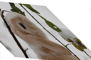 Rabbit Shear X 1.0, Y 0.1