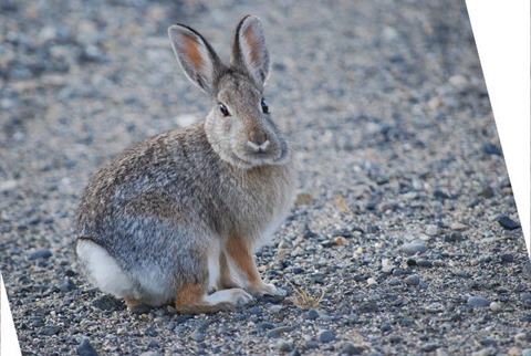 Rabbit Shear X 0.25, Y 0.0