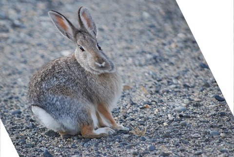 Rabbit Shear X 0.50, Y 0.0