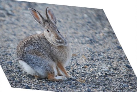 Rabbit Shear X 0.5, Y 0.1