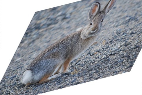 Rabbit Shear X -0.5, Y -0.25