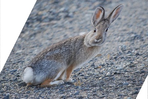 Rabbit Shear X -0.5, Y 0.0