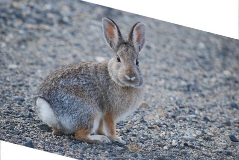 Rabbit Shear X 0.0, Y 0.25