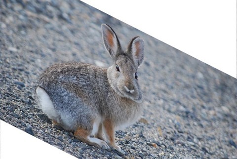 Rabbit Shear X 0.0, Y 0.5