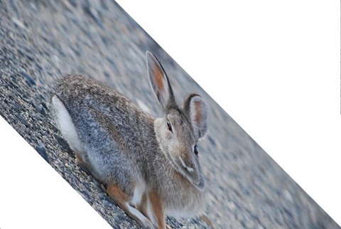 Rabbit Shear X 0.0, Y 1.0