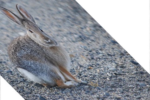 Rabbit Shear X 1.0, Y 0.0