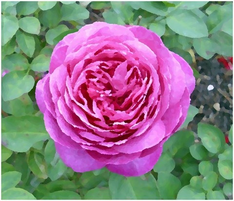 Rose Oil Painting Filter 9 Levels 30