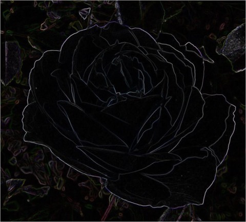 Rose Scharr 3 x 3 x 8