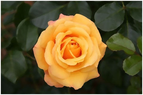 Rose Oil Painting Filter 13 Levels 15