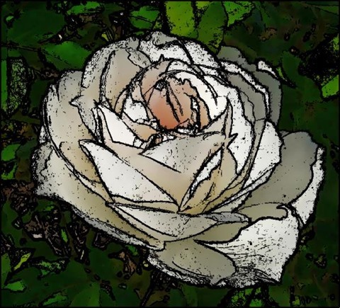 Rose Oil Painting Filter 7 Levels 20 Cartoon Threshold 20