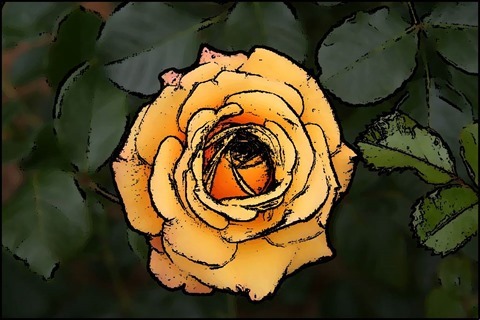 Rose Oil Painting Filter 9 Levels 25 Cartoon Threshold 25
