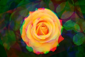 Rose Rotate Red -20 Green 0 Blue 20