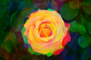 Rose Rotate Red -60 Green 0 Blue 60