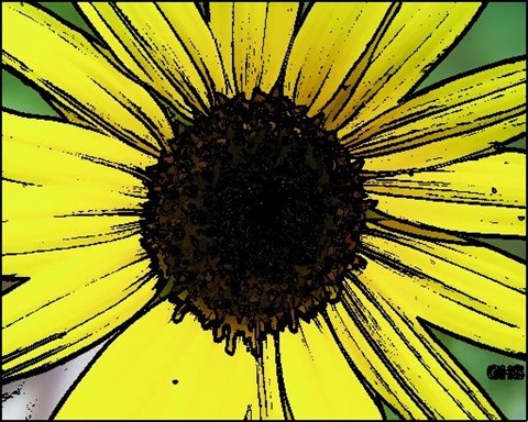 Sunflower Oil Painting Filter 5 Levels 30 Cartoon Threshold 30