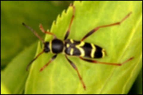 Wasp Gaussian Kernel 11x11 Weight 9.25