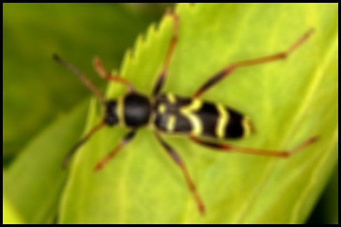 Wasp Gaussian Kernel 15x15 Weight 9.25